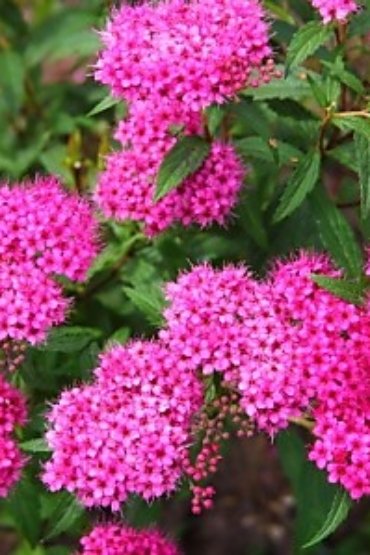 СадПрофи 156 img_8722_800_auto