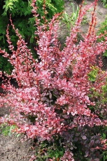 СадПрофи 170 pol_pl_berberys-thunberga-pink-queen-158551_1