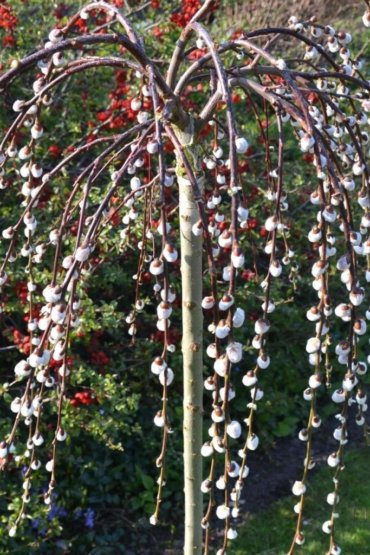 СадПрофи 155 salix-caprea-pendula