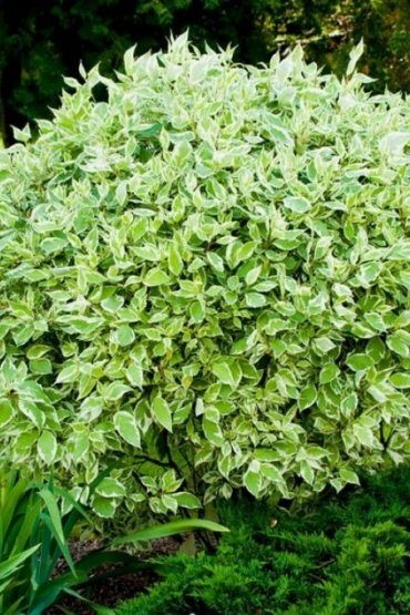СадПрофи 168 sibirika1-bb4594fb
