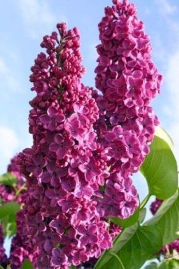 СадПрофи 148 sirenobyknovennayaandenkenanludwigspath-a3db9b92