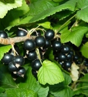 smorodina_chyornaya_chyornyy_zhemchug1