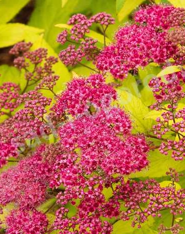 СадПрофи 103 spiraea-goldflame