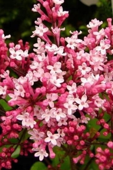 СадПрофи 159 syringa-red-pixie