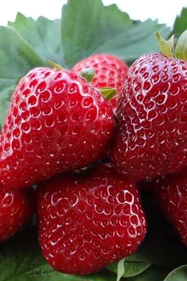 СадПрофи 169 диамант