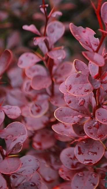 СадПрофи 102 berberis-red-pillar-650x650