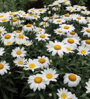 Sustainable Landscaping - Native Plants
