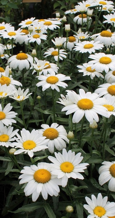СадПрофи 94 Sustainable Landscaping - Native Plants